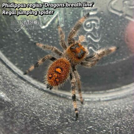 Phidippus Regius - "Dragon's Breath" Regal Jumping Spider - CB Male