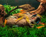 GlasGarten Crispy Caves - Edible Shrimp Caves - Medium - Image 4