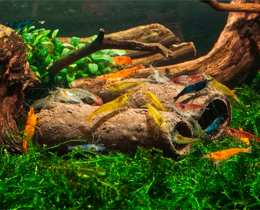 glasgarten-crispy-caves-garnelen-shrimps-845x684_9e9942dc-0aae-4751-8a8a-cc613329f8e9.jpg GlasGarten Crispy Caves - Edible Shrimp Caves - Medium - Image 4