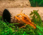 GlasGarten Crispy Caves - Edible Shrimp Caves - Medium - Image 2