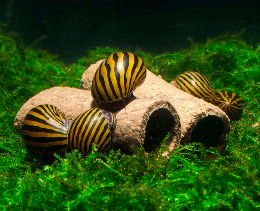 glasgarten-crispy-caves-schnecken-snails-845x684_cfc40d1e-318f-4e9b-961a-9c45f7481366.jpg GlasGarten Crispy Caves - Edible Shrimp Caves - Medium - Image 3