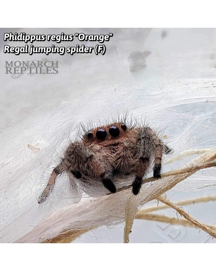 phidippusregiusOrangeF-700x879 Phidippus Regius "South Florida Orange" - Regal Jumping Spider - CB MALE - Image 1