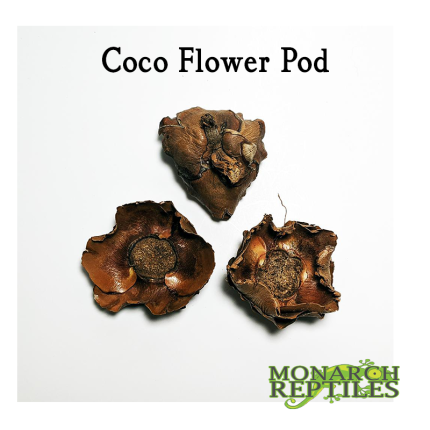 Coco Flower Pod