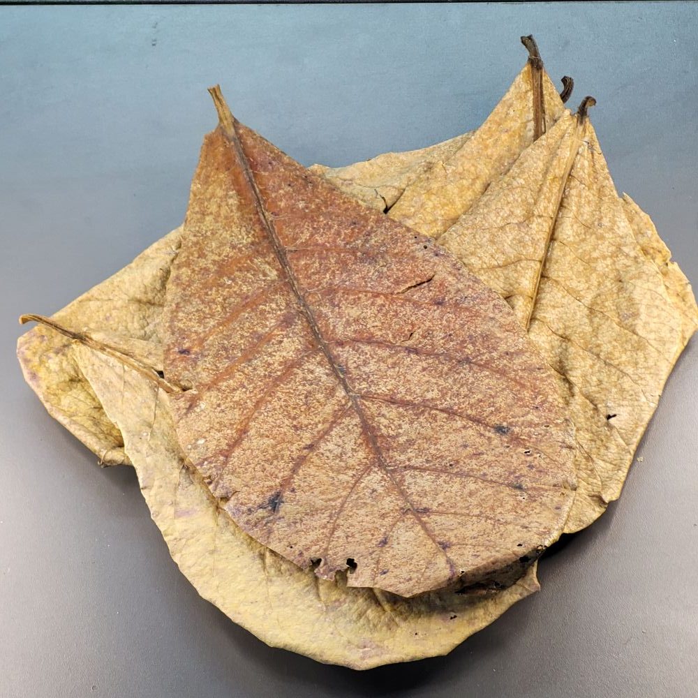 La Swamp Bioactive - Catappa Leaves 0.5oz La Swamp Bioactive - Catappa Leaves 0.5oz