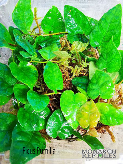 Ficus Pumilla