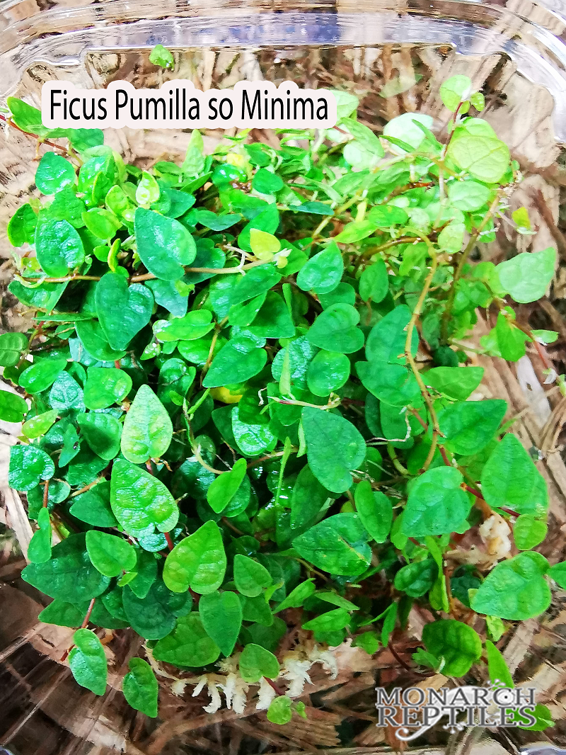 Ficus Pumilla so Minima Ficus Pumilla so Minima