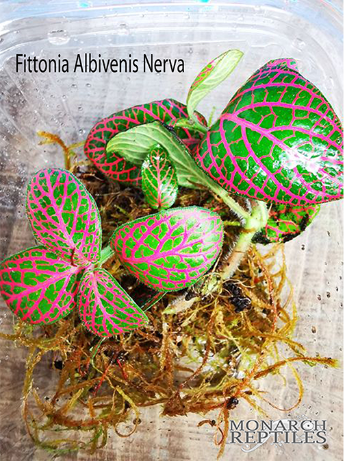 Fittonia Albivenis Nerva Fittonia Albivenis Nerva