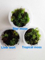 Moss - Tropical - Low Light