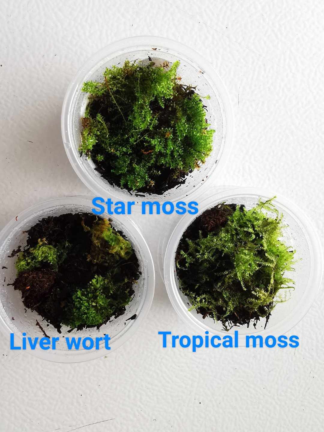 Moss - Tropical - Low Light Moss - Tropical - Low Light