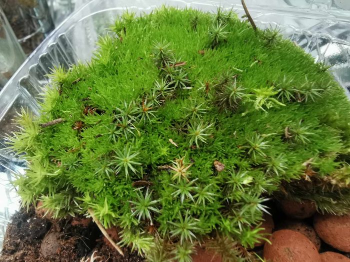 Moss - Forest