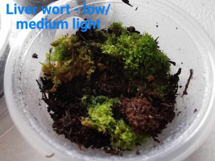 Moss - Liverwort - Medium Light