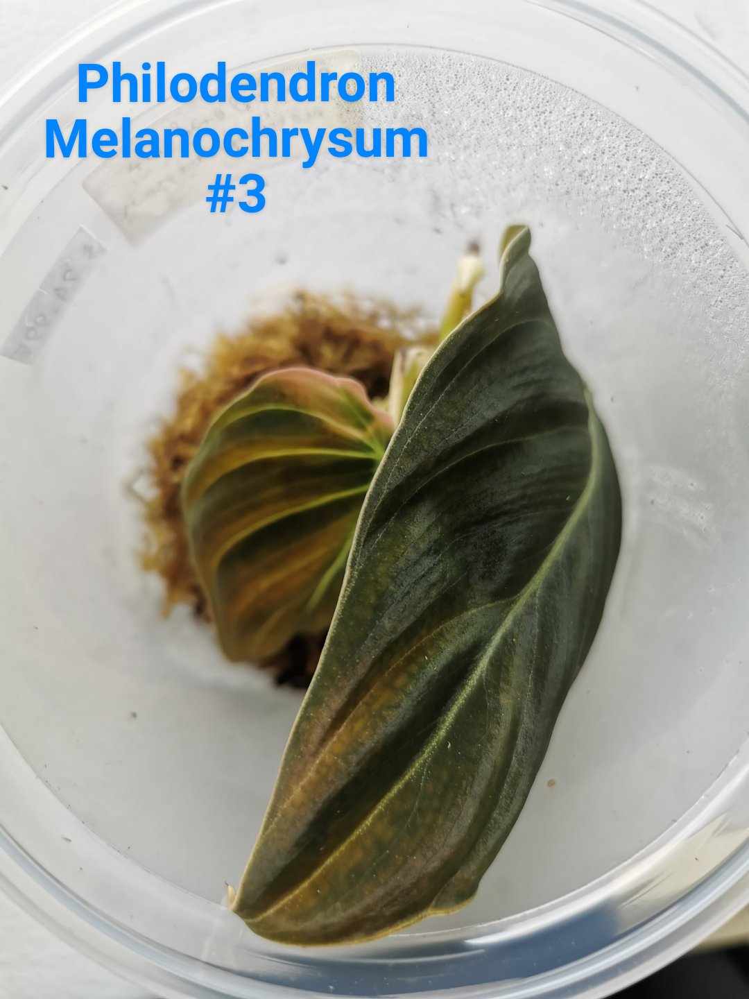 Philodendron Melanochrysum Plant - #3 Philodendron Melanochrysum Plant - #3