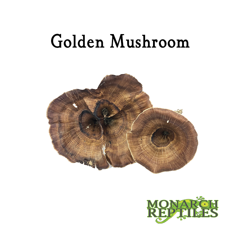 Golden Mushroom  Golden Mushroom