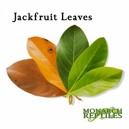 Jack Fruit Leaves