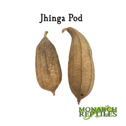 jhinga Pods
