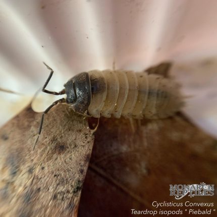 Isopods - Cyclisticus Convexus Teardrop "Piebald