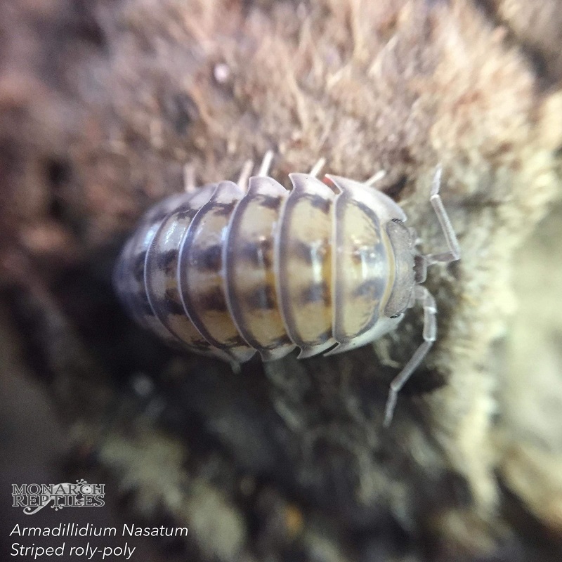 Isopods - Armadilidium Nasatum wild type Isopods - Armadilidium Nasatum wild type