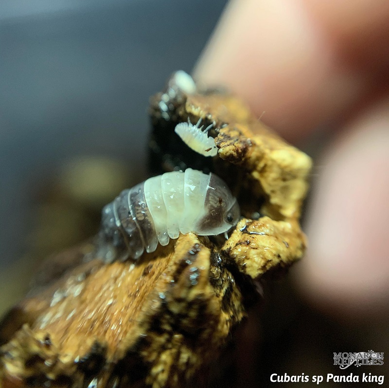 Isopodes - Cubaris sp Panda King Isopods - Cubaris sp Panda King
