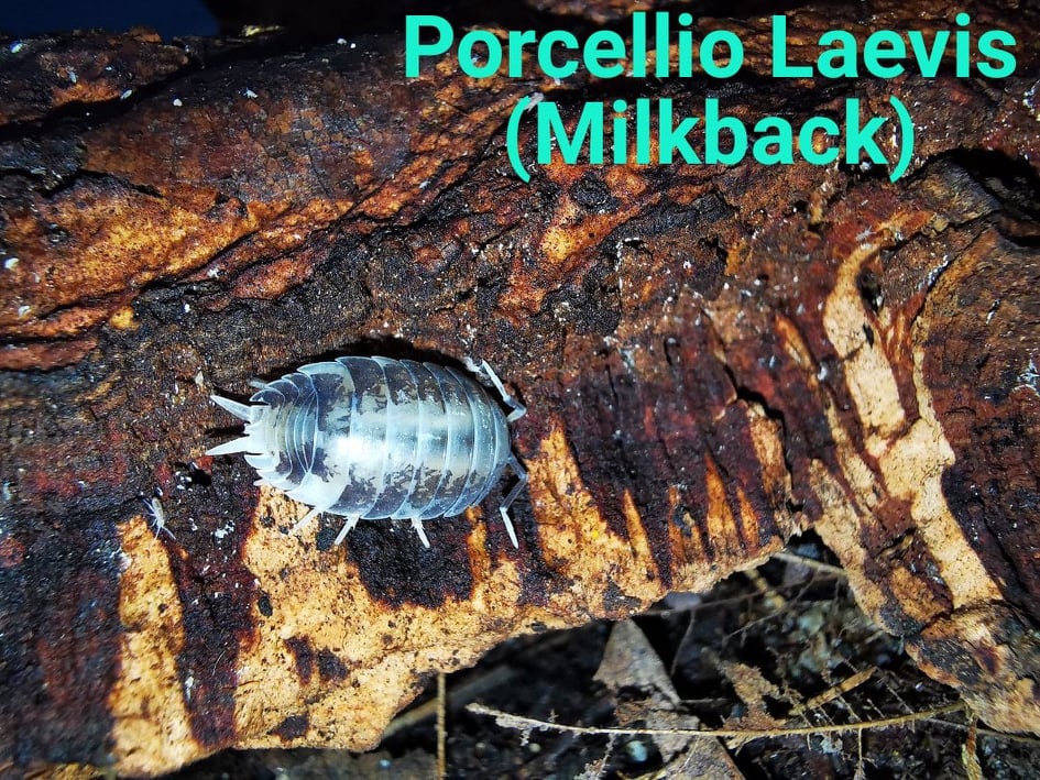 Isopods -  Porcellio Laevis - Milkback Isopods -  Porcellio Laevis - Milkback