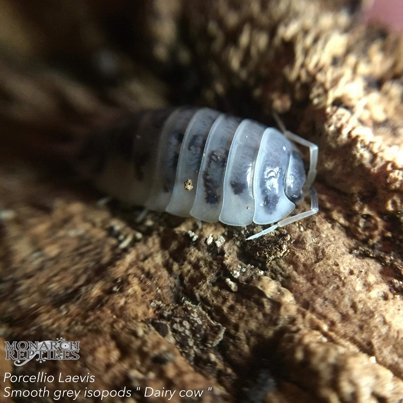 Isopods -  Porcellio Laevis - Dairy Cow  Isopods -  Porcellio Laevis - Dairy Cow