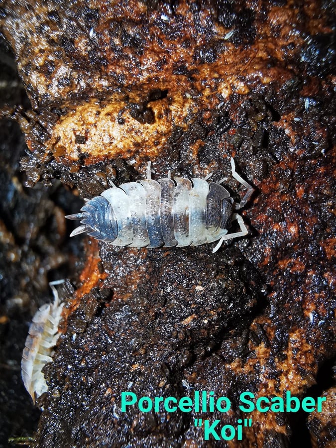Isopods -  Porcellio Scaber - Koi Isopods -  Porcellio Scaber - Koi
