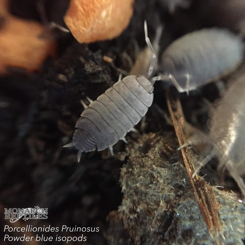Isopods - Porcellionides Pruinosus - Powder Blue Isopods - Porcellionides Pruinosus - Powder Blue