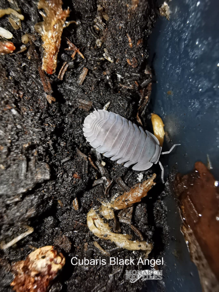 Isopods -  Cubaris Black Angel