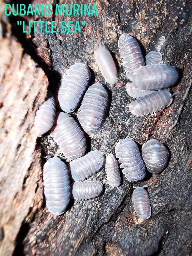 Isopodes - Cubaris Murina sp Little Sea Isopods - Cubaris  Murina sp Little Sea