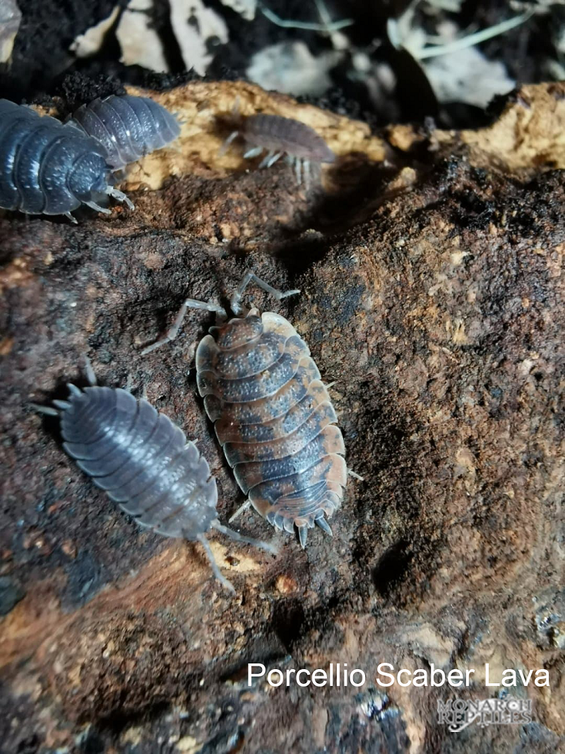 Isopodes - Porcellio Scaber - Lave Isopods -  Porcellio Scaber - Lava