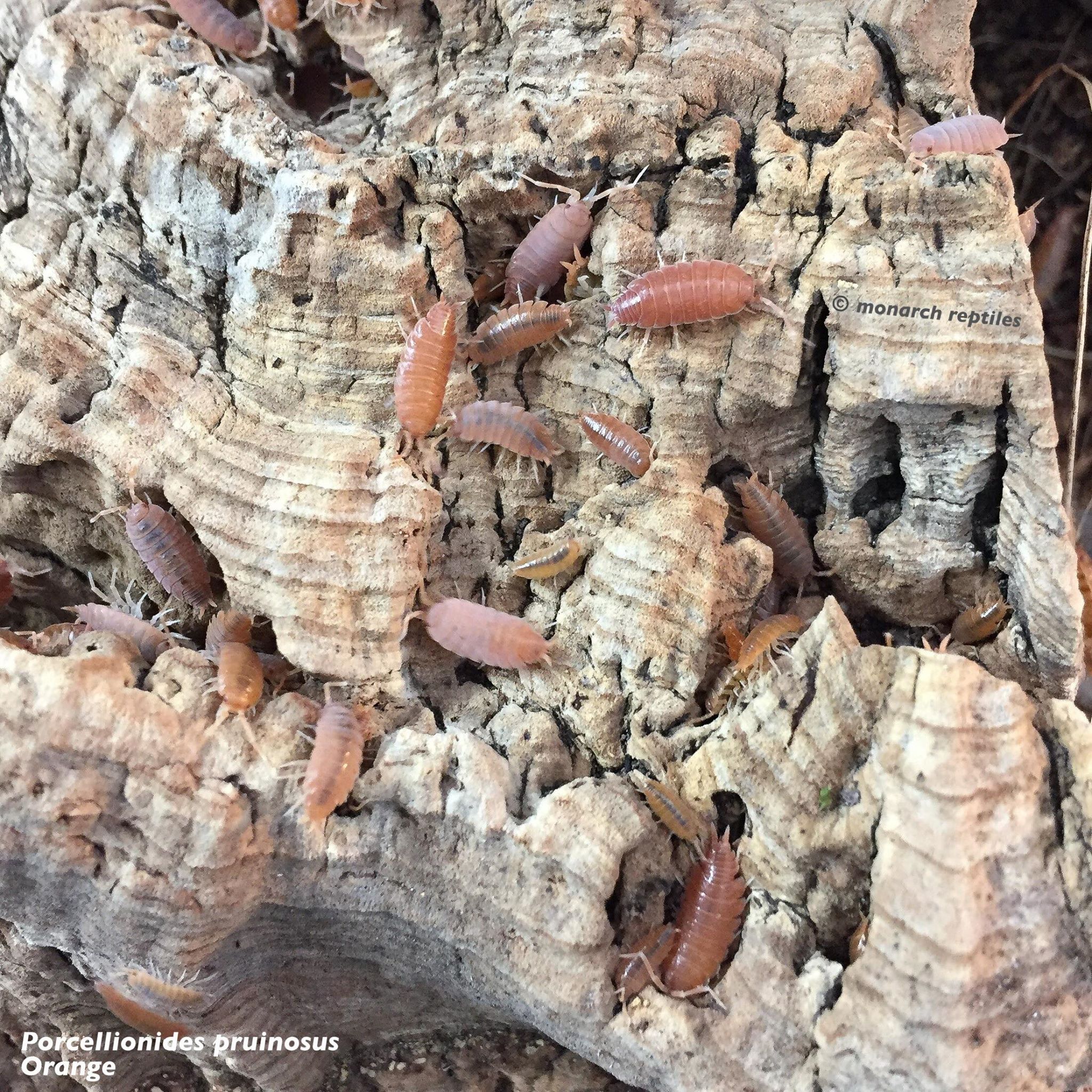 isopods -  Porcellionides Pruinosus - Powder Orange isopods -  Porcellionides Pruinosus - Powder Orange