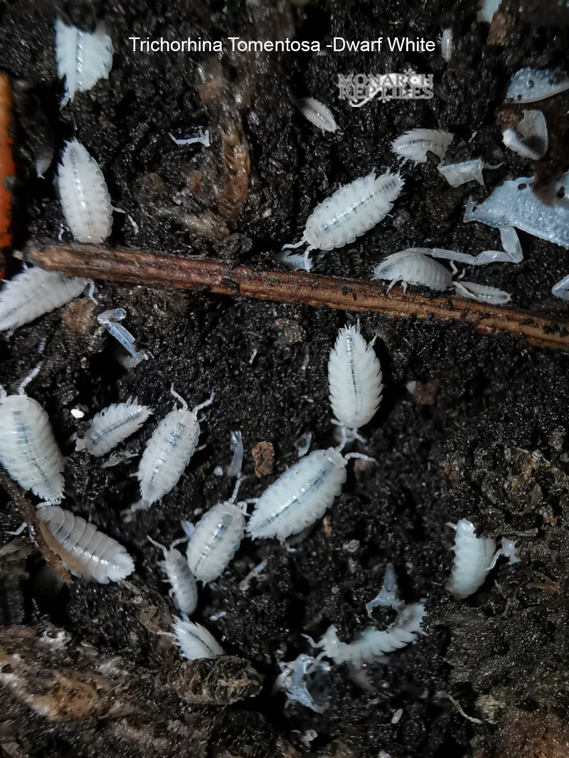 Isopods -Trichorhina Tomentosa Dwarf White  Isopods -Trichorhina Tomentosa Dwarf White