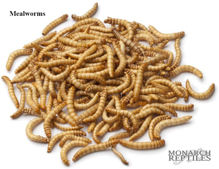 Mealworms