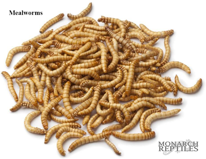 Mealworms
