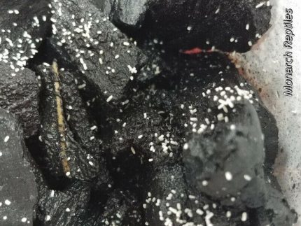 Springtail Culture