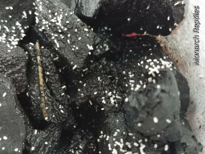 Springtail Culture