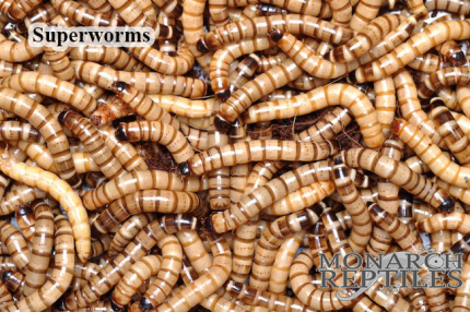 Superworms