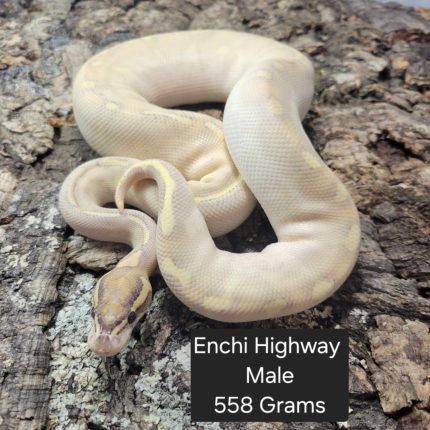 Ball Python - Enchi Highway - Male