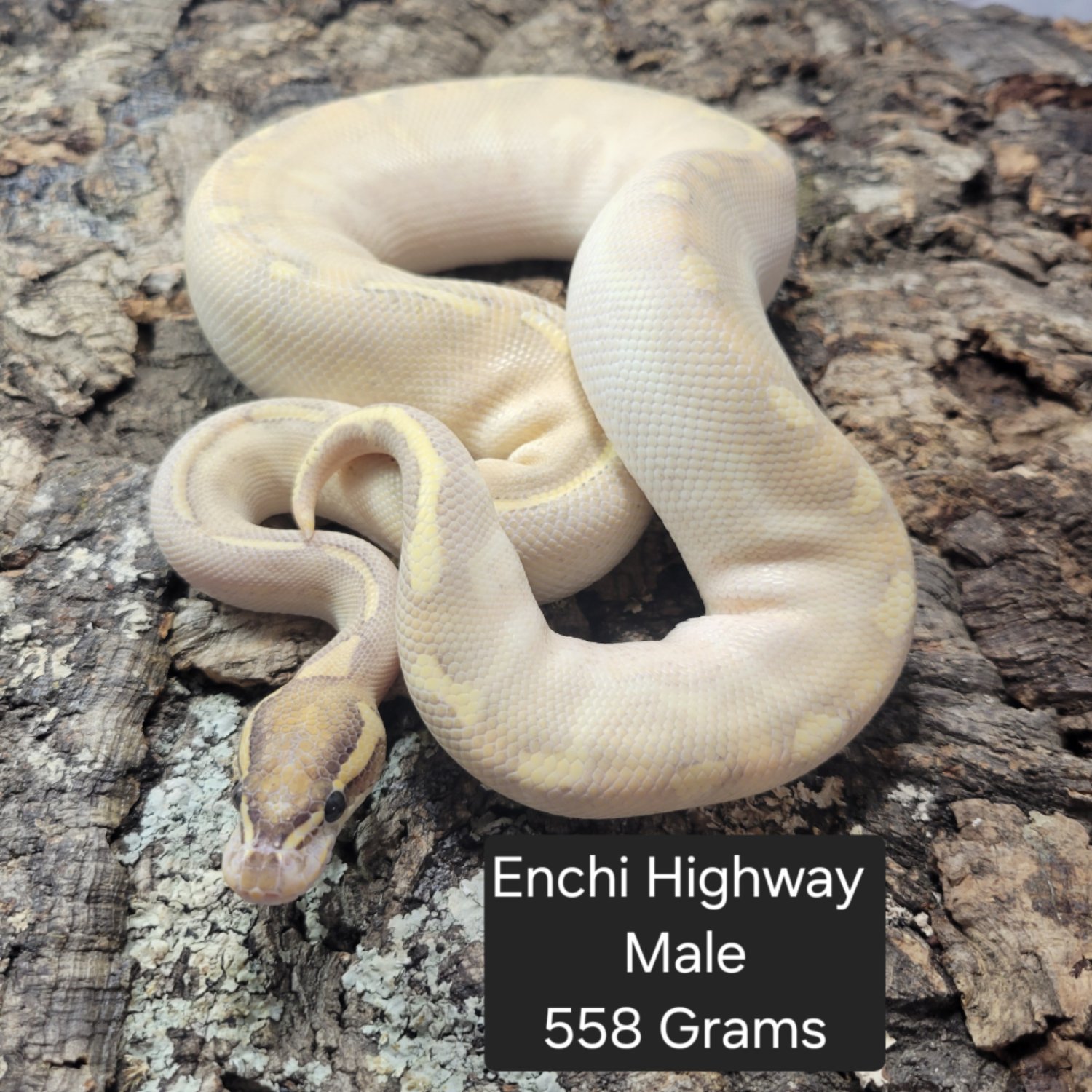 Ball Python - Enchi Highway - Mâle Ball Python - Enchi Highway - Male