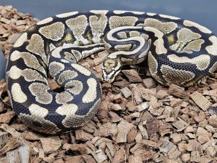 Ball Python - Spotnose Yellowbelly - Female 2021 Proven Breeder