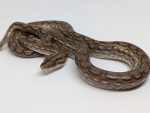 Columbian Rainbow Boa - 1.1 Male Leucistic and Female Het Leucistic (pair only)