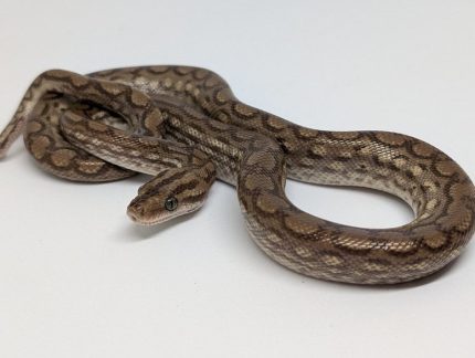 Columbian Rainbow Boa - 1.1 Male Leucistic and Female Het Leucistic (pair only)