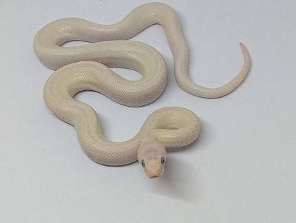 Columbian Rainbow Boa - 1.1 Male Leucistic and Female Het Leucistic (pair only)