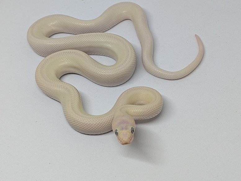 Columbian Rainbow Boa - 1.1 Male Leucistic and Female Het Leucistic (pair only) Columbian Rainbow Boa - 1.1 Male Leucistic and Female Het Leucistic (pair only)