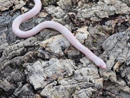 Milksnake- Honduran Snow - Male