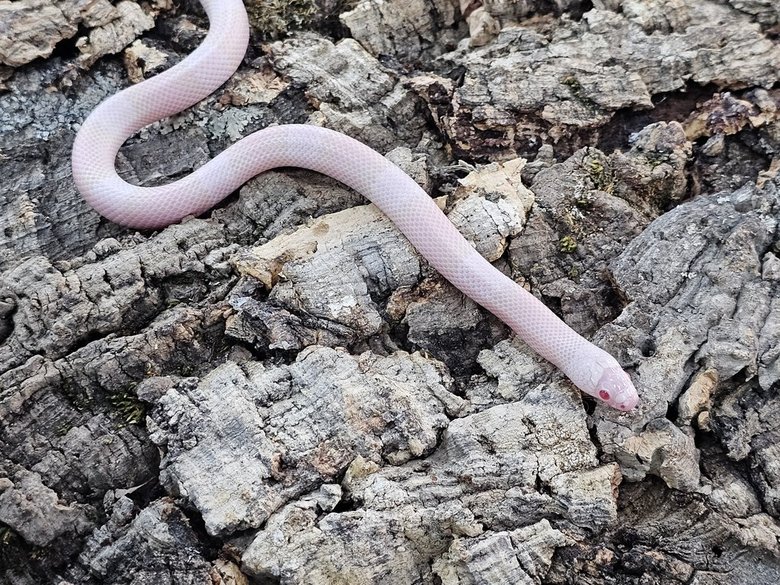 Milksnake- Honduran Snow - Male Milksnake- Honduran Snow - Male