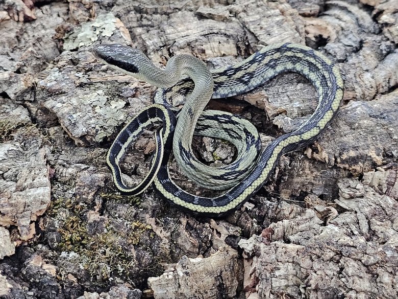 Ratsnake - Vietnamese Blue Beauty  - Female Ratsnake - Vietnamese Blue Beauty  - Female