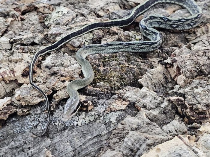 Ratsnake - Vietnamese Blue Beauty  - Male