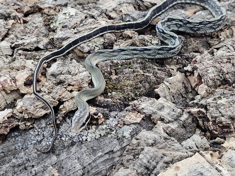 Ratsnake - Vietnamese Blue Beauty  - Male Ratsnake - Vietnamese Blue Beauty  - Male