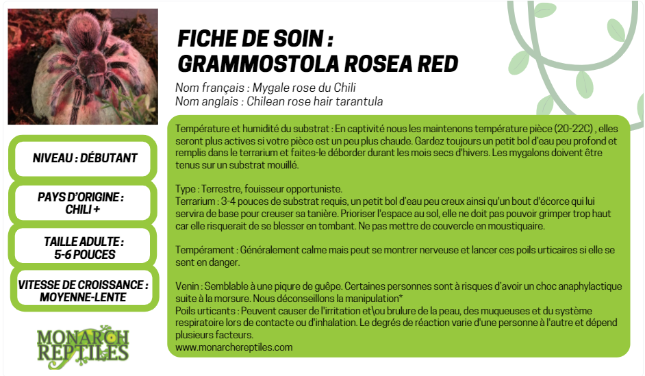 Grammostola Rosea - Chilean Rose Hair  1'' (New World) Grammostola Rosea - Chilean Rose Hair  1'' (New World)