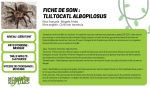 Tliltocatl Albopilosus - Curly Hair  5'' (New World)
